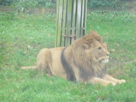 lion
